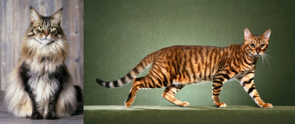Toyger vs American Longhair - Breed Comparison