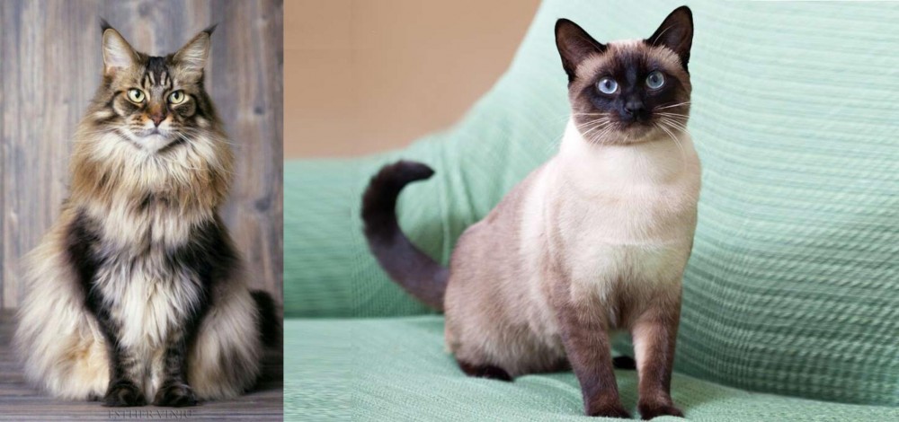 Traditional Siamese vs American Longhair - Breed Comparison