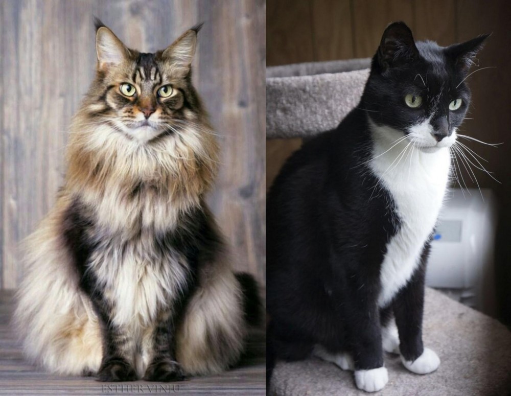 Tuxedo vs American Longhair - Breed Comparison