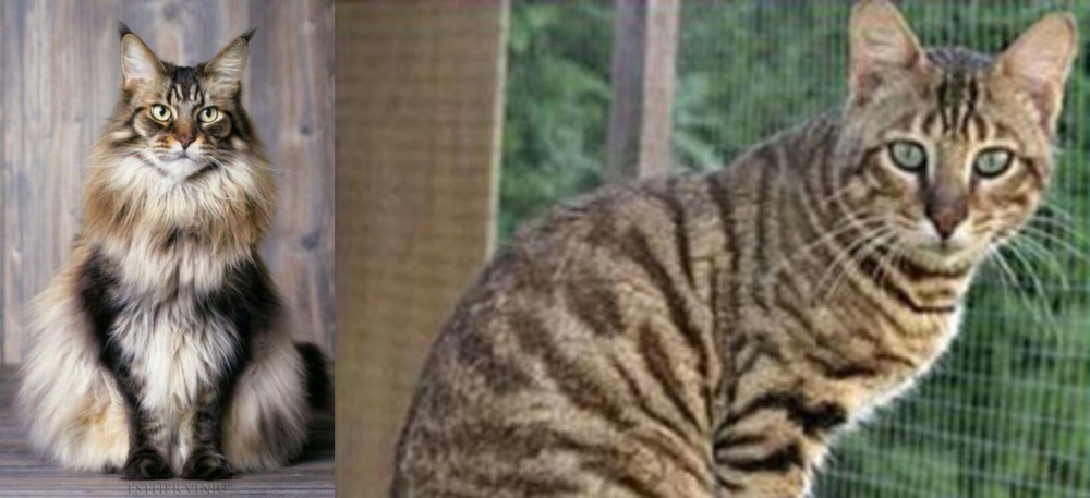 Ussuri vs American Longhair - Breed Comparison