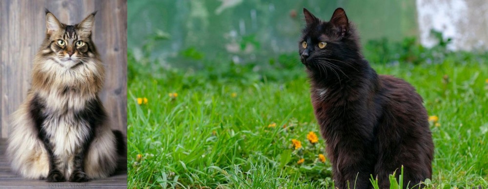 York Chocolate Cat vs American Longhair - Breed Comparison