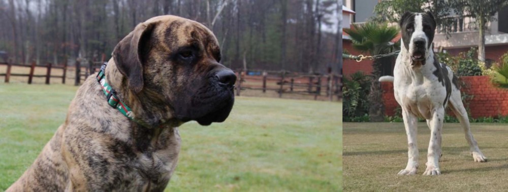 Alangu Mastiff vs American Mastiff - Breed Comparison