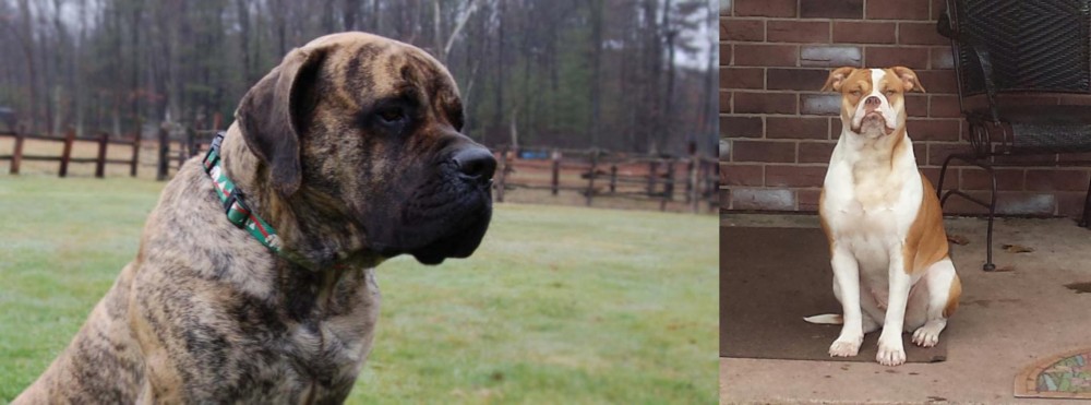 Alapaha Blue Blood Bulldog vs American Mastiff - Breed Comparison