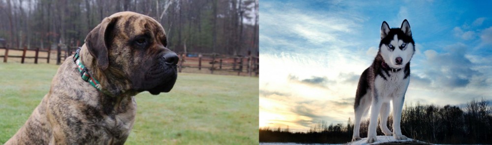 Alaskan Husky vs American Mastiff - Breed Comparison