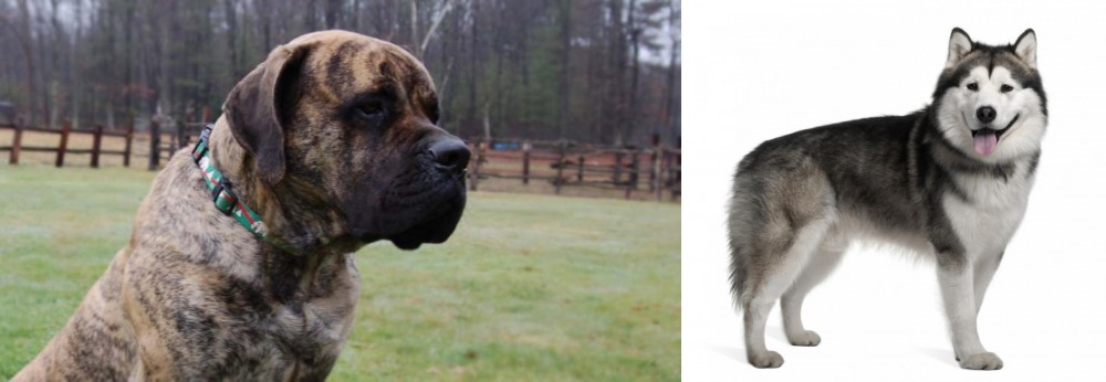 Alaskan Malamute vs American Mastiff - Breed Comparison