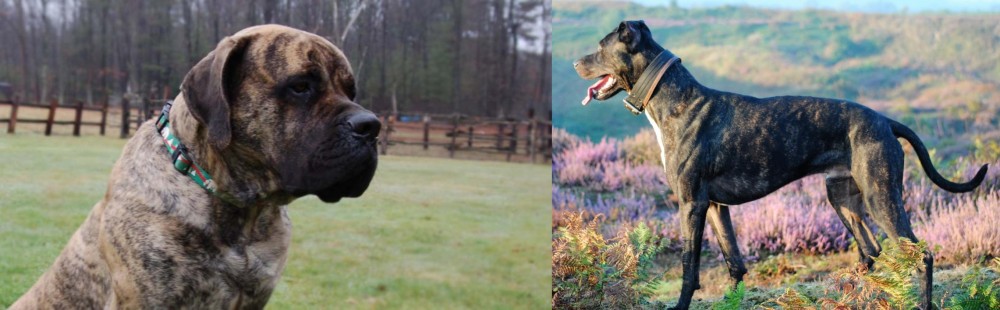 Alaunt vs American Mastiff - Breed Comparison