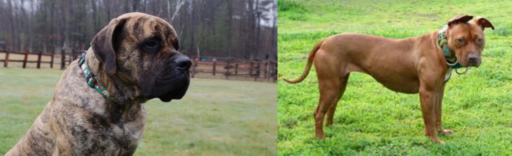 American Pit Bull Terrier vs American Mastiff - Breed Comparison