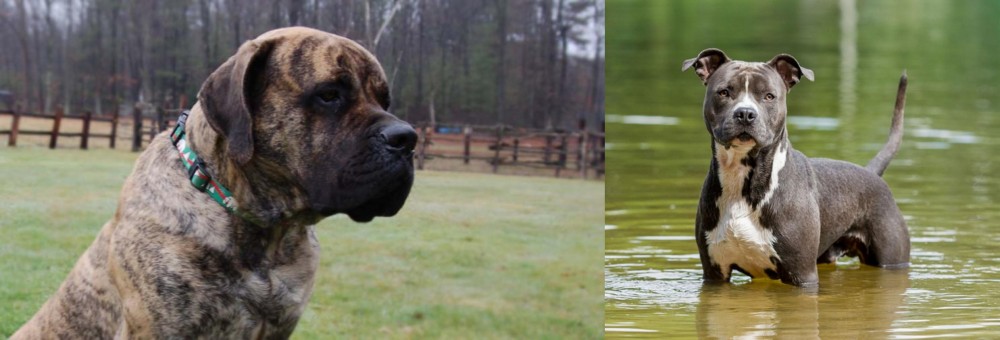 American Staffordshire Terrier vs American Mastiff - Breed Comparison