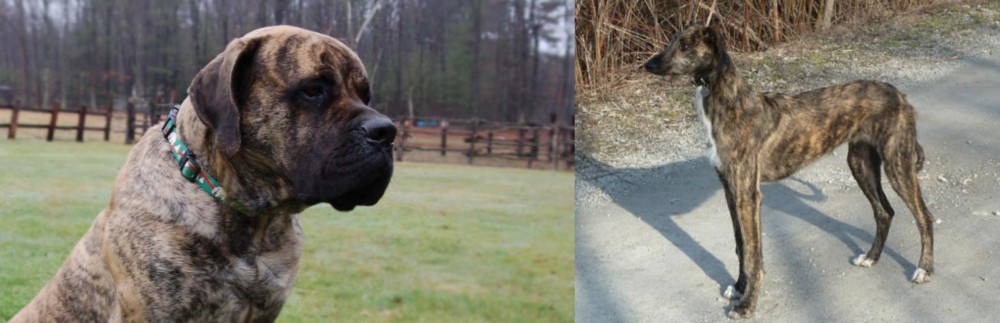 American Staghound vs American Mastiff - Breed Comparison