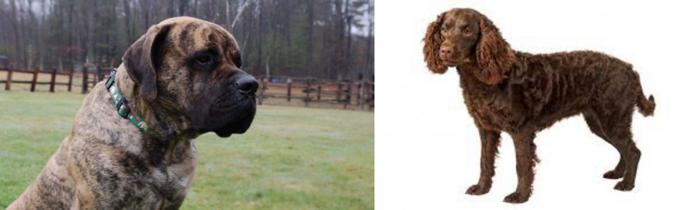 American Water Spaniel vs American Mastiff - Breed Comparison