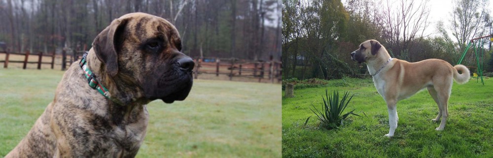 Anatolian Shepherd vs American Mastiff - Breed Comparison