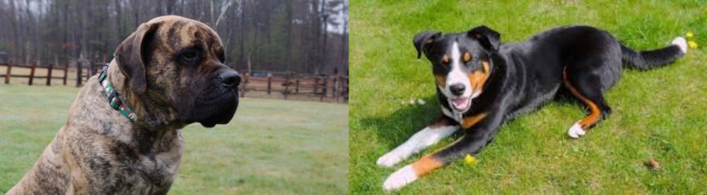Appenzell Mountain Dog vs American Mastiff - Breed Comparison