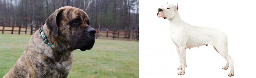 Argentine Dogo vs American Mastiff - Breed Comparison