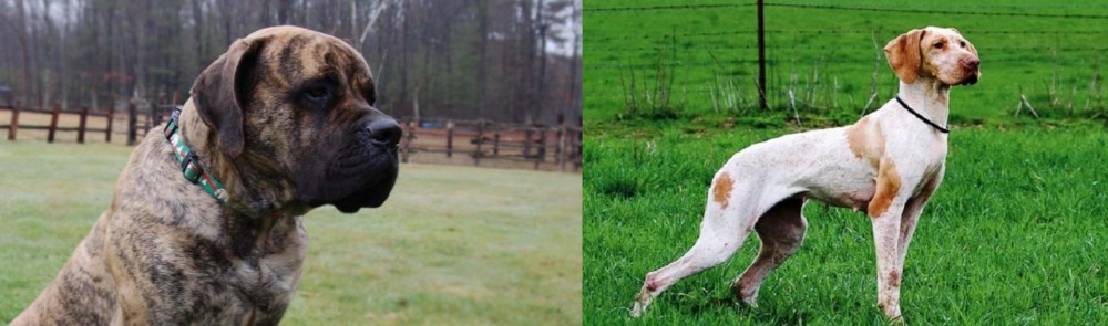 Ariege Pointer vs American Mastiff - Breed Comparison