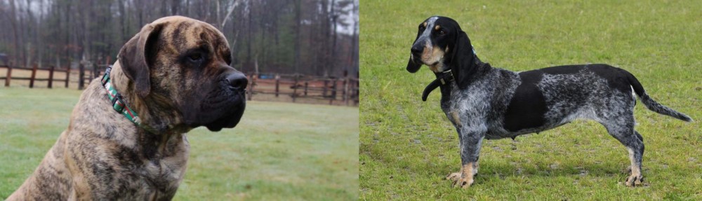 Basset Bleu de Gascogne vs American Mastiff - Breed Comparison