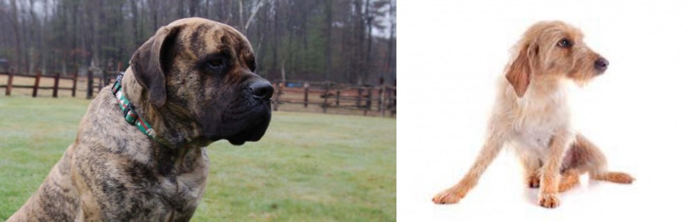 Basset Fauve de Bretagne vs American Mastiff - Breed Comparison