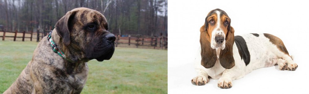 Basset Hound vs American Mastiff - Breed Comparison
