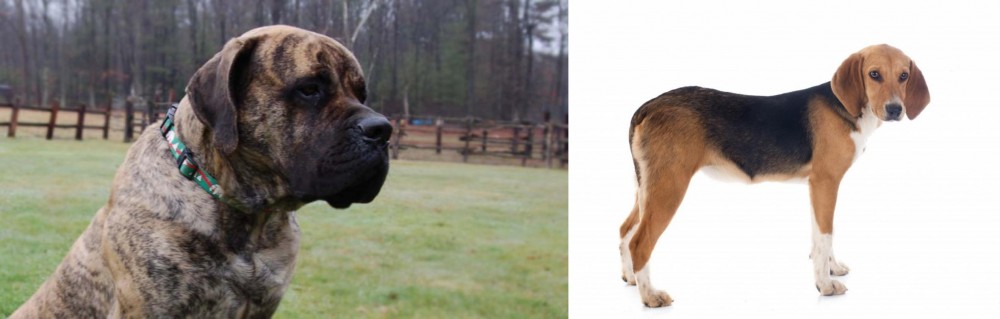 Beagle-Harrier vs American Mastiff - Breed Comparison