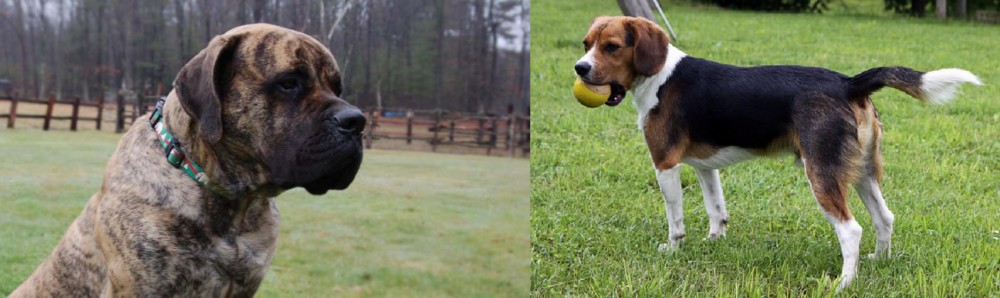Beaglier vs American Mastiff - Breed Comparison