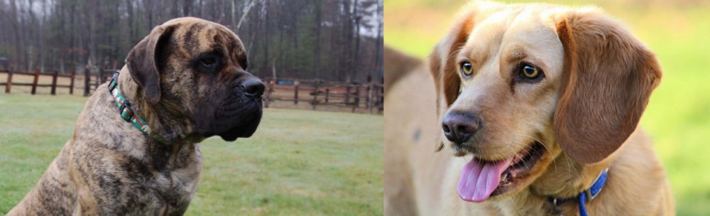 Beago vs American Mastiff - Breed Comparison