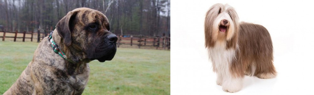Bearded Collie vs American Mastiff - Breed Comparison