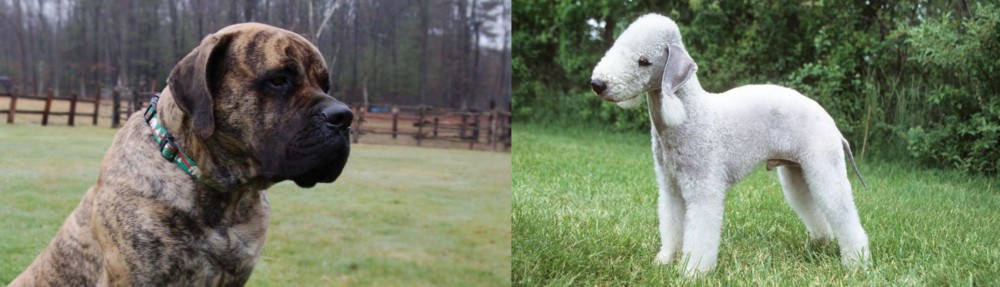 Bedlington Terrier vs American Mastiff - Breed Comparison