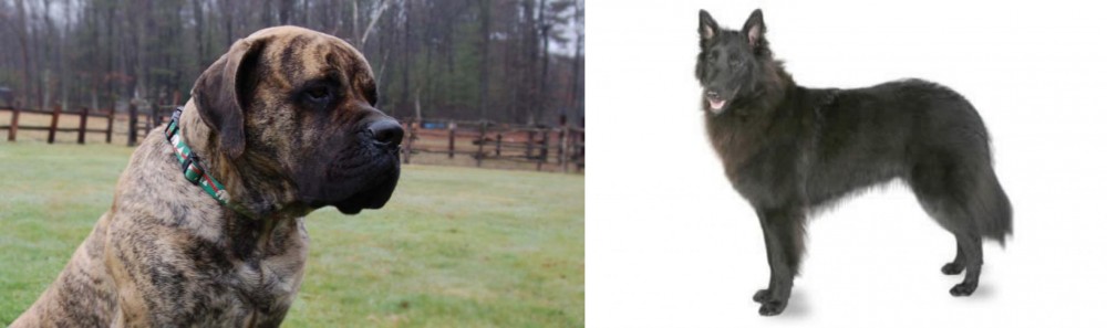 Belgian Shepherd vs American Mastiff - Breed Comparison