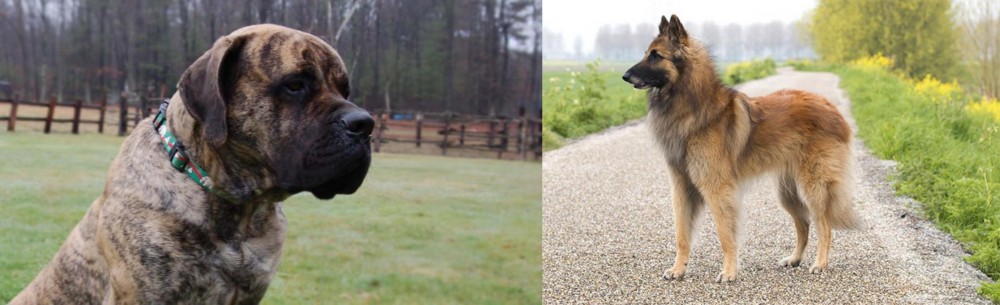 Belgian Shepherd Dog (Tervuren) vs American Mastiff - Breed Comparison