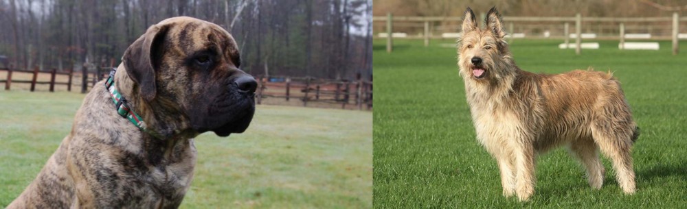 Berger Picard vs American Mastiff - Breed Comparison