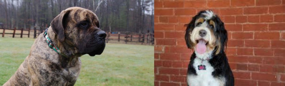Bernedoodle vs American Mastiff - Breed Comparison