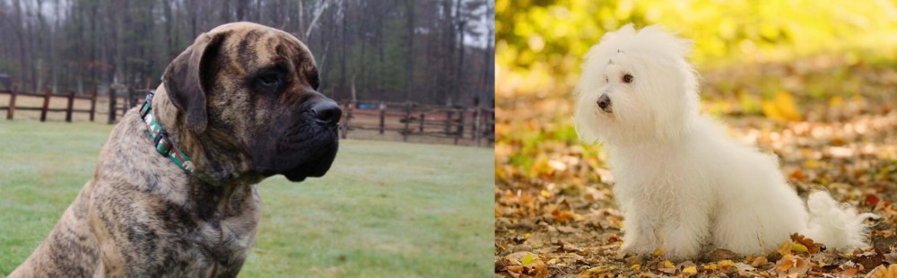 Bichon Bolognese vs American Mastiff - Breed Comparison