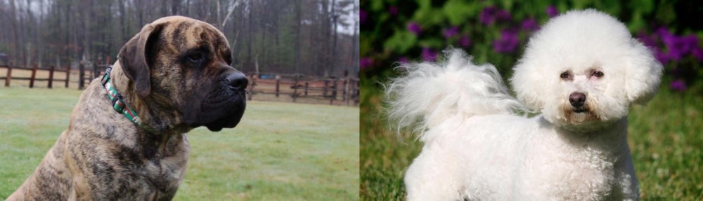 Bichon Frise vs American Mastiff - Breed Comparison