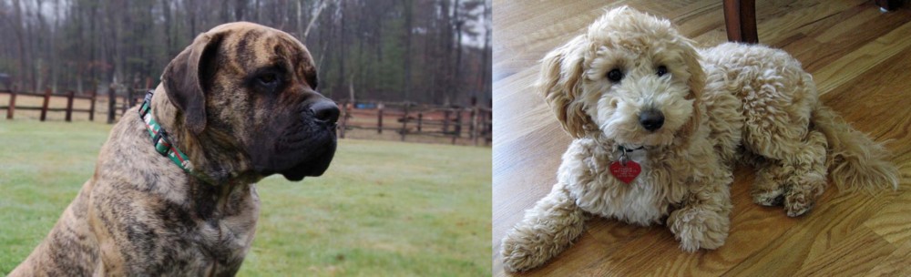 Bichonpoo vs American Mastiff - Breed Comparison