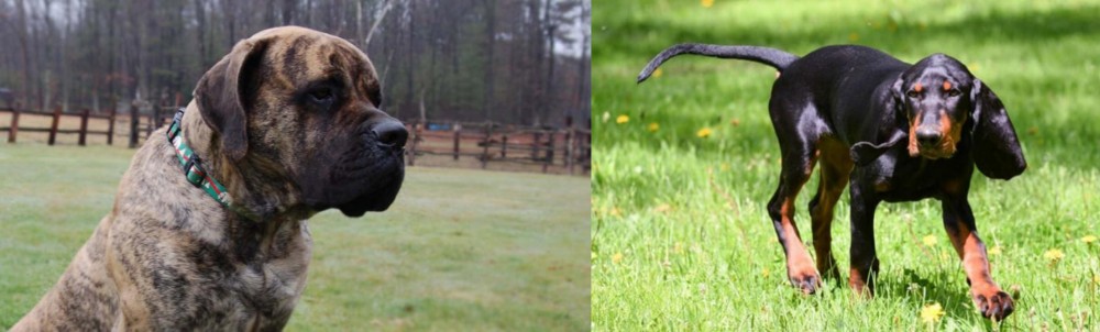 Black and Tan Coonhound vs American Mastiff - Breed Comparison