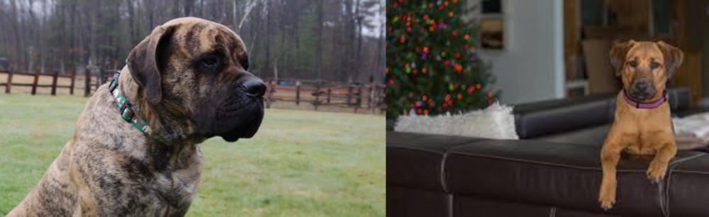 Black Mouth Cur vs American Mastiff - Breed Comparison