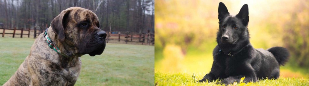 Black Norwegian Elkhound vs American Mastiff - Breed Comparison