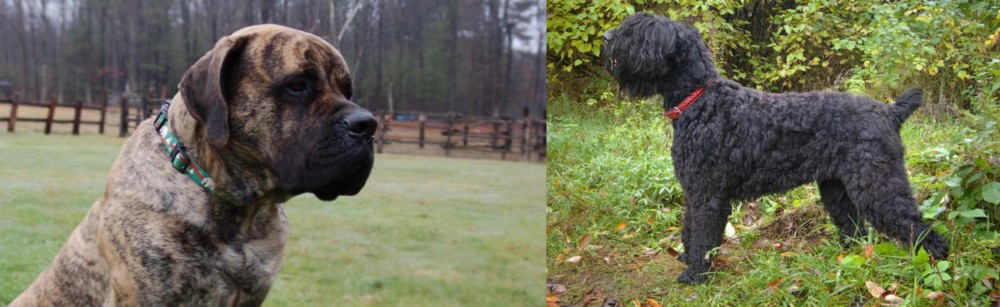 Black Russian Terrier vs American Mastiff - Breed Comparison
