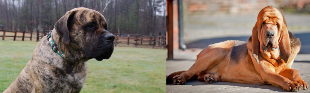 Bloodhound vs American Mastiff - Breed Comparison