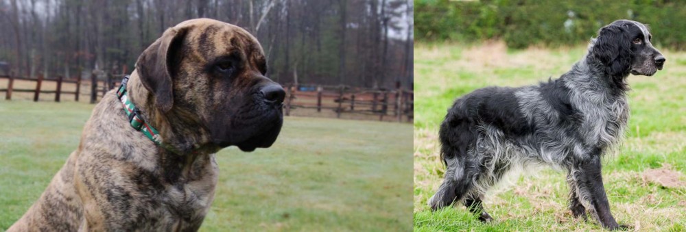 Blue Picardy Spaniel vs American Mastiff - Breed Comparison