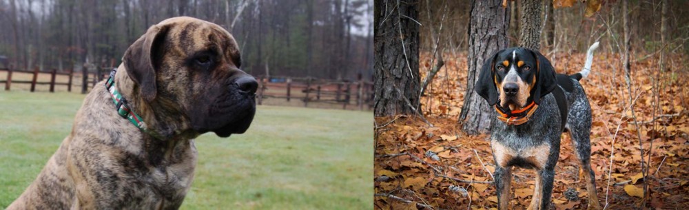 Bluetick Coonhound vs American Mastiff - Breed Comparison