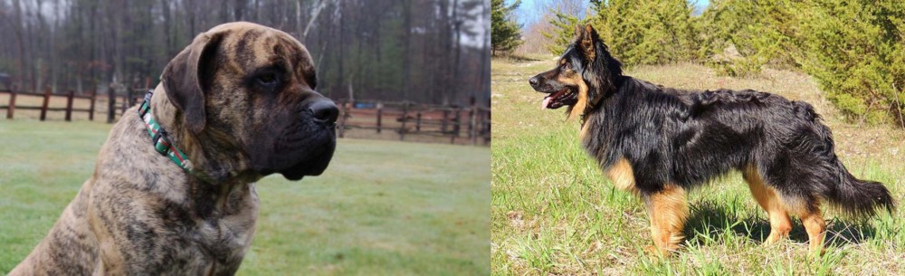 Bohemian Shepherd vs American Mastiff - Breed Comparison