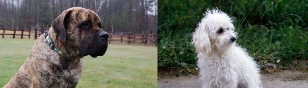 Bolognese vs American Mastiff - Breed Comparison