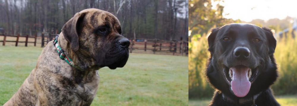 Borador vs American Mastiff - Breed Comparison