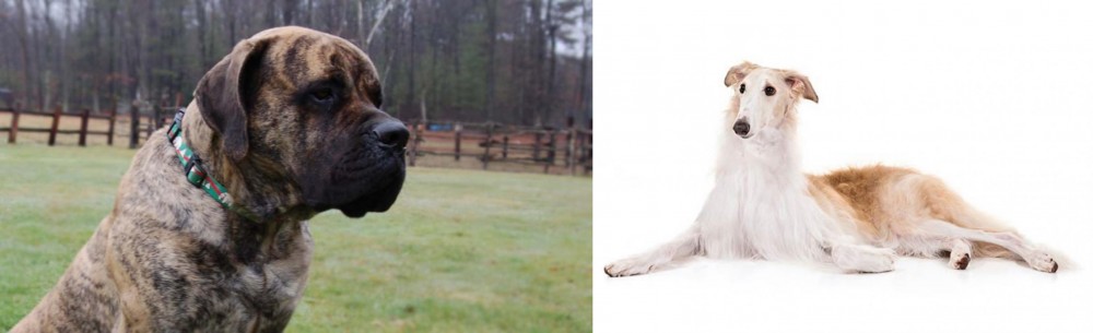 Borzoi vs American Mastiff - Breed Comparison