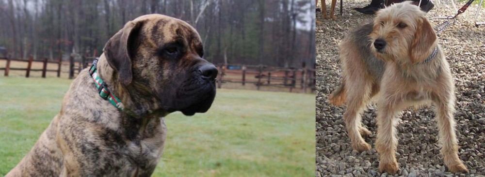 Bosnian Coarse-Haired Hound vs American Mastiff - Breed Comparison