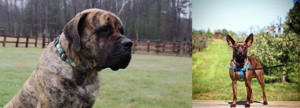 Bospin vs American Mastiff - Breed Comparison