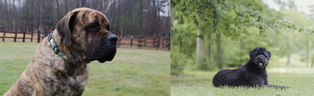 Bouvier des Flandres vs American Mastiff - Breed Comparison