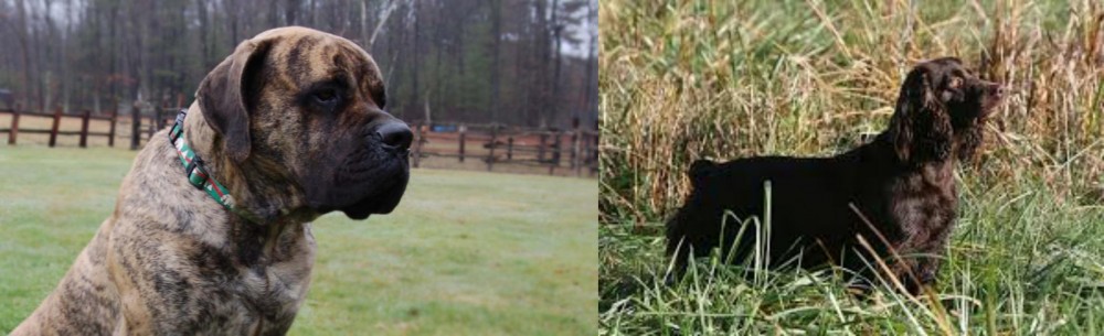 Boykin Spaniel vs American Mastiff - Breed Comparison
