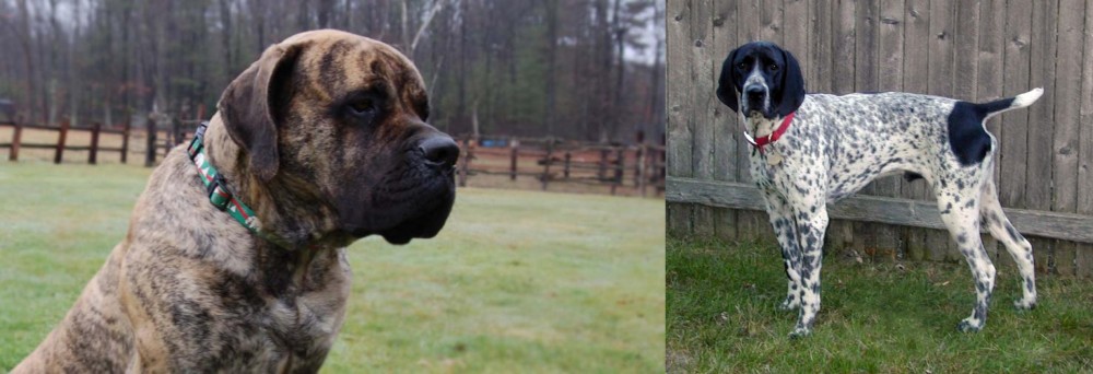 Braque d'Auvergne vs American Mastiff - Breed Comparison