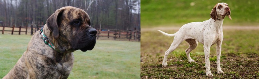 Braque du Bourbonnais vs American Mastiff - Breed Comparison